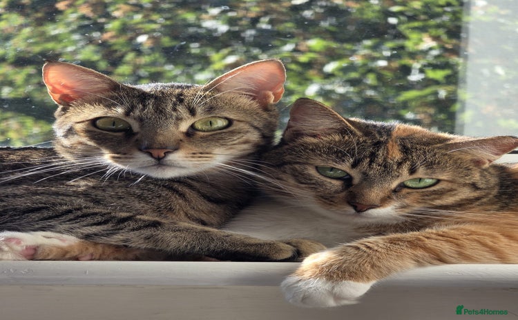Mixed Breed cats - Advert 2