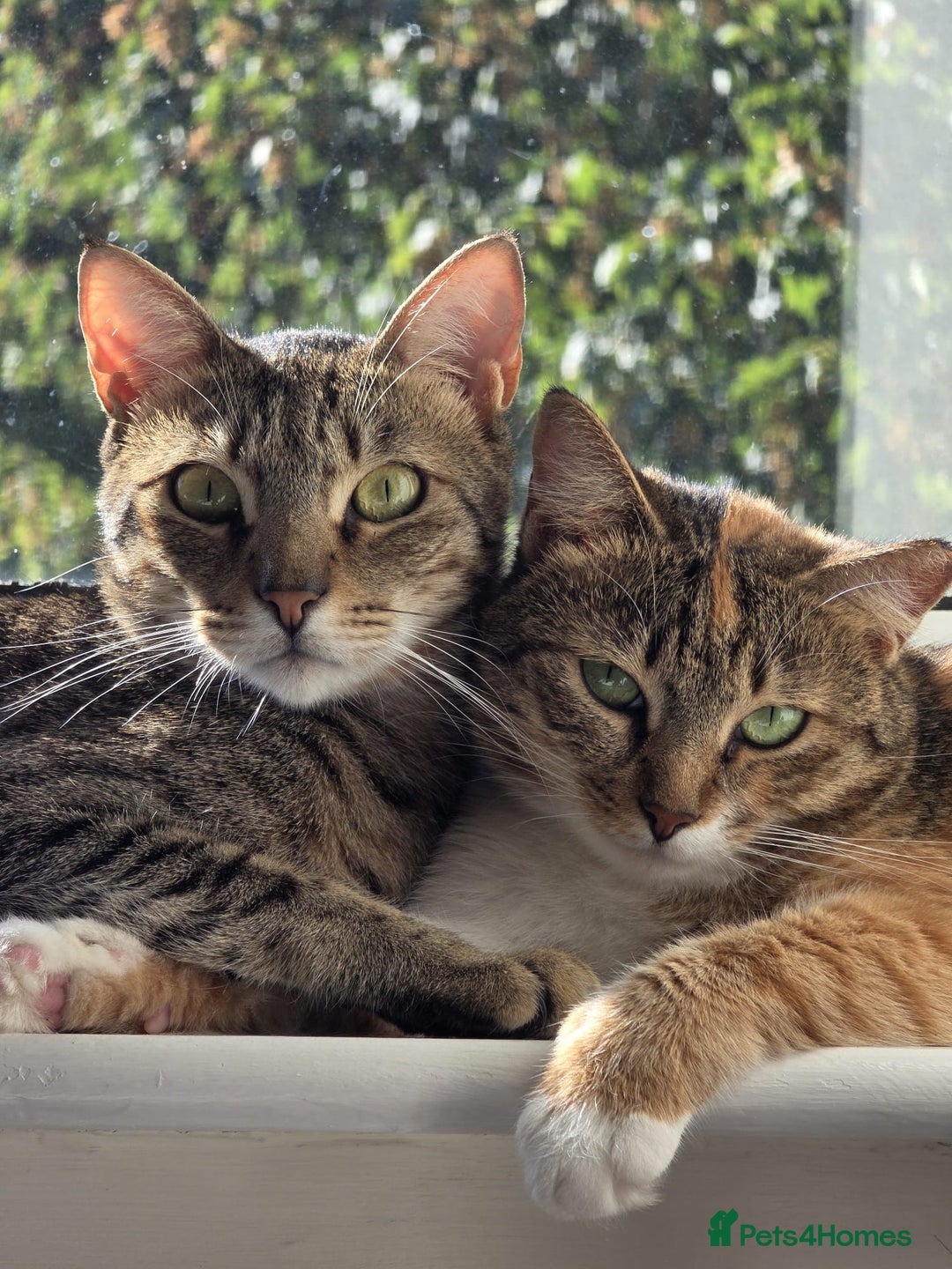 Mixed Breed cats for adoption: Hiyori & Ollie - beautiful pair - Image 1