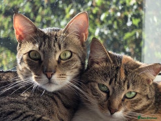 Mixed Breed cats - Advert 19