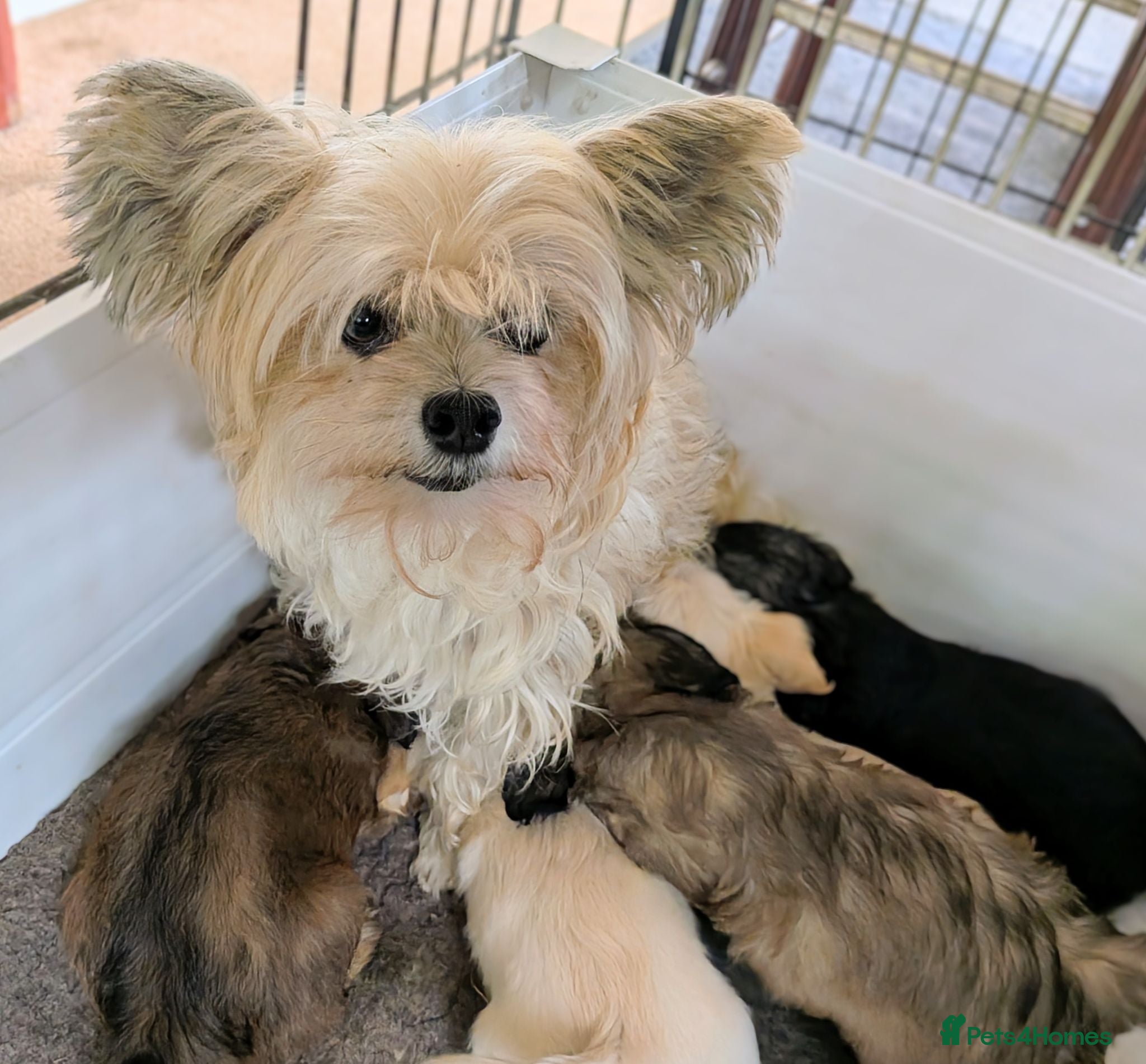 Mixed Breed dogs Gorgeous Poodle x Biewer Terrier Puppies  - Advert 3