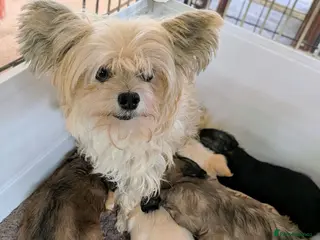 Mixed Breed dogs Gorgeous Poodle x Biewer Terrier Puppies - Advert 3