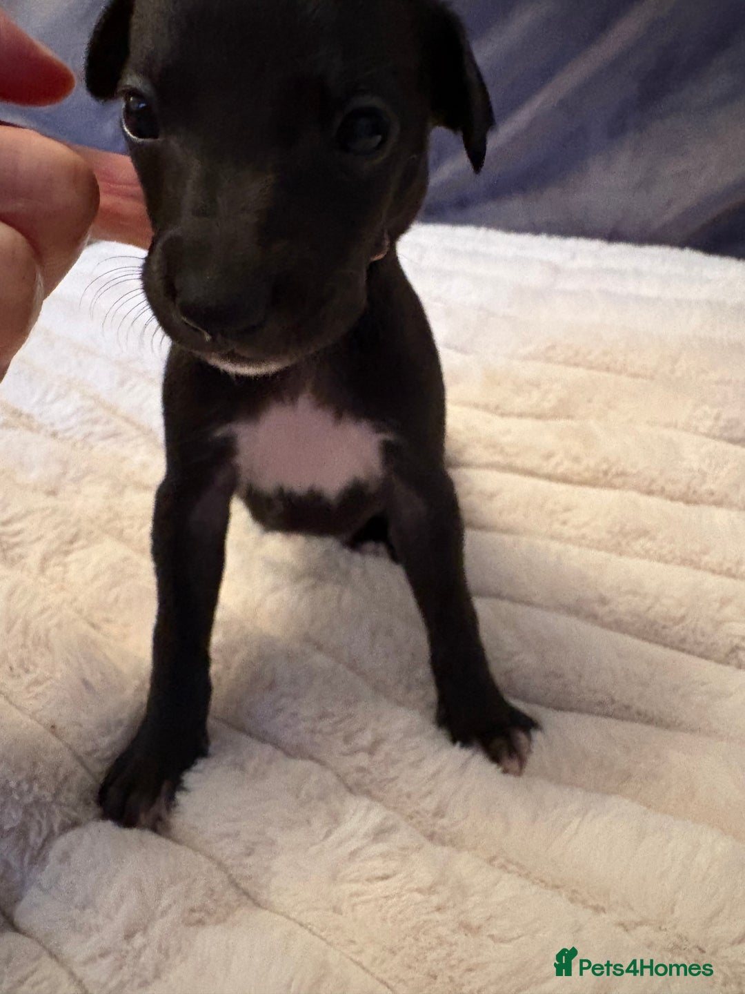 Whippet dogs for sale: Whippet Puppies - Advert 18