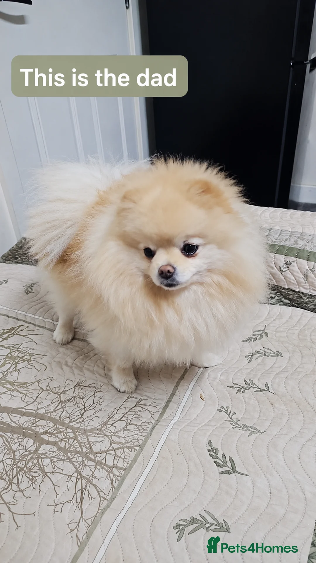Pomeranian dogs for sale: Beautiful female Pomeranian puppy, 3 months old - Advert 5