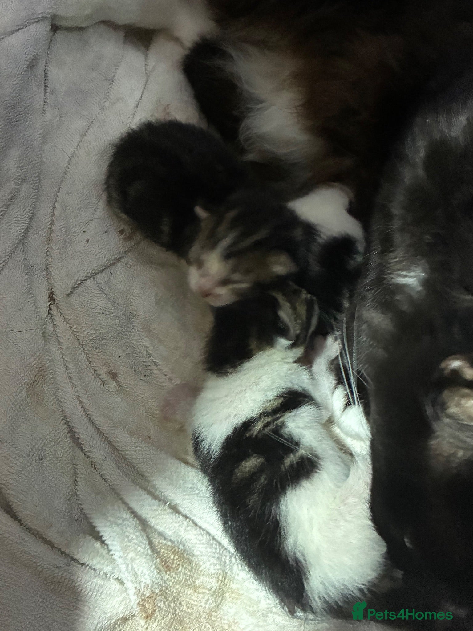 Mixed Breed cats Main coon/ ragdoll mix kittens  - Advert 11