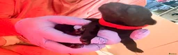 Labrador Retriever dogs for sale: Beautiful litter of Labrador Puppies  - Advert 6