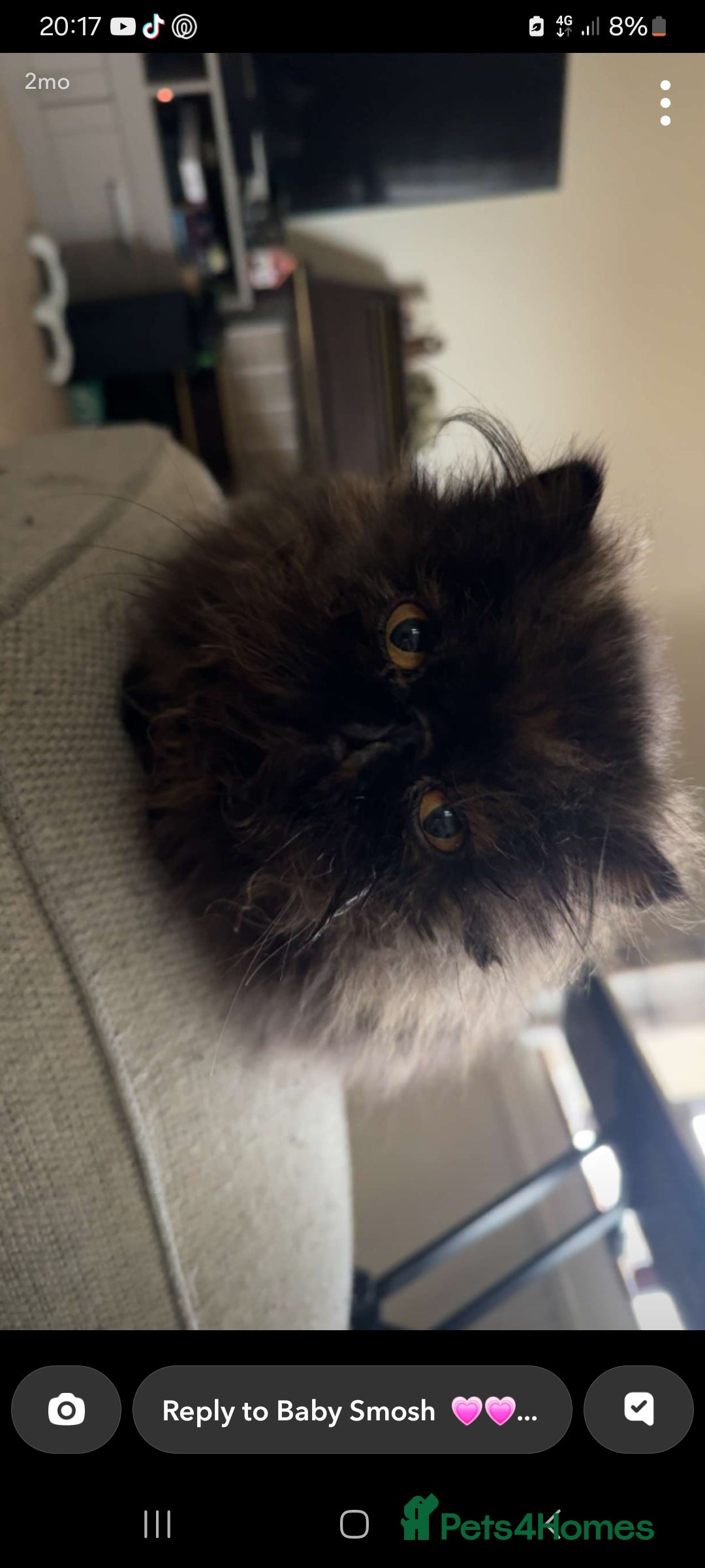 Persian cats Black Persian (Jelly) - Advert 6