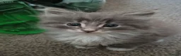 Norwegian Forest Cat cats for sale: Beautiful pedigree Norwegian Forest kittens  - Advert 10