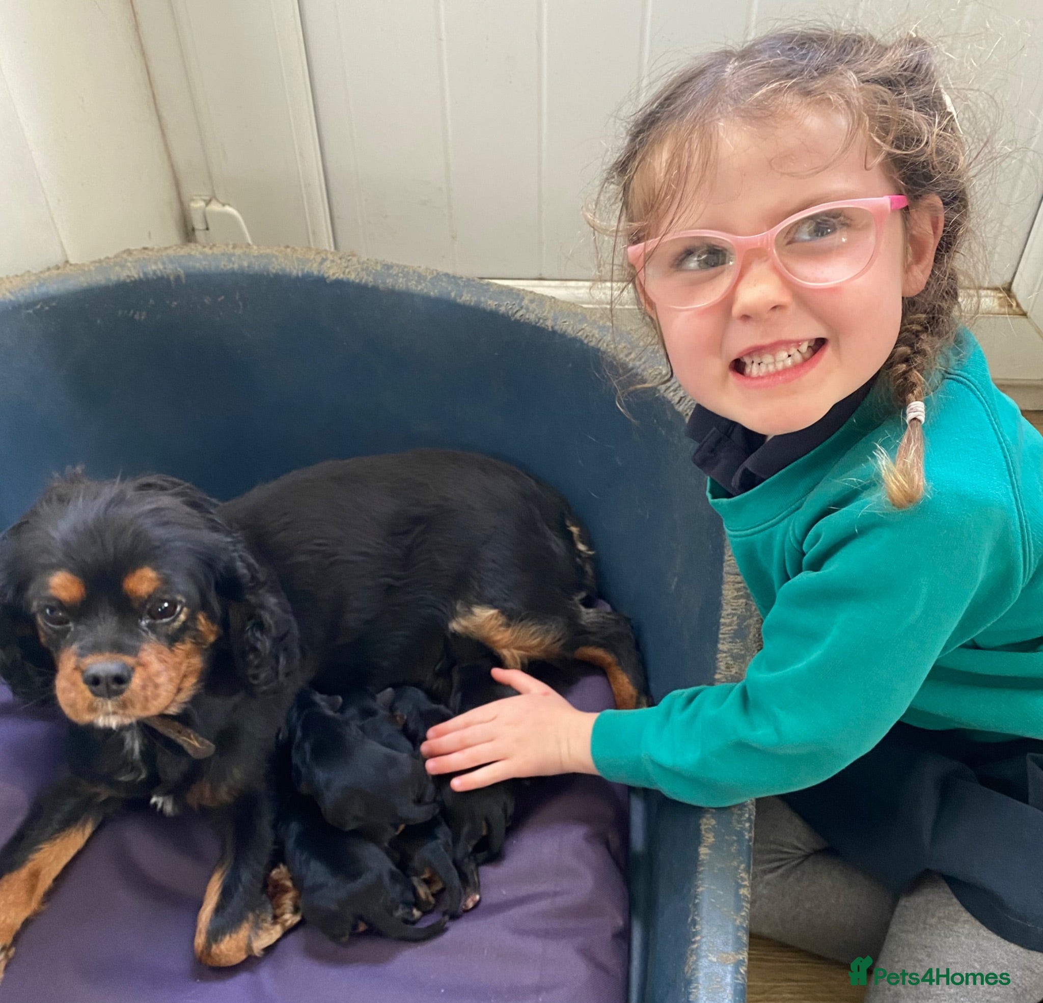 Cavapoo dogs Black and Tan Cavapoos - Advert 2