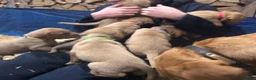 Labrador Retriever dogs for sale: Adorable KC Fox Red Lab Puppies - Advert 4