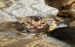 Bengal cats for sale: STUNNING TICA reg Bengal kittens ready to reserve - Image 19