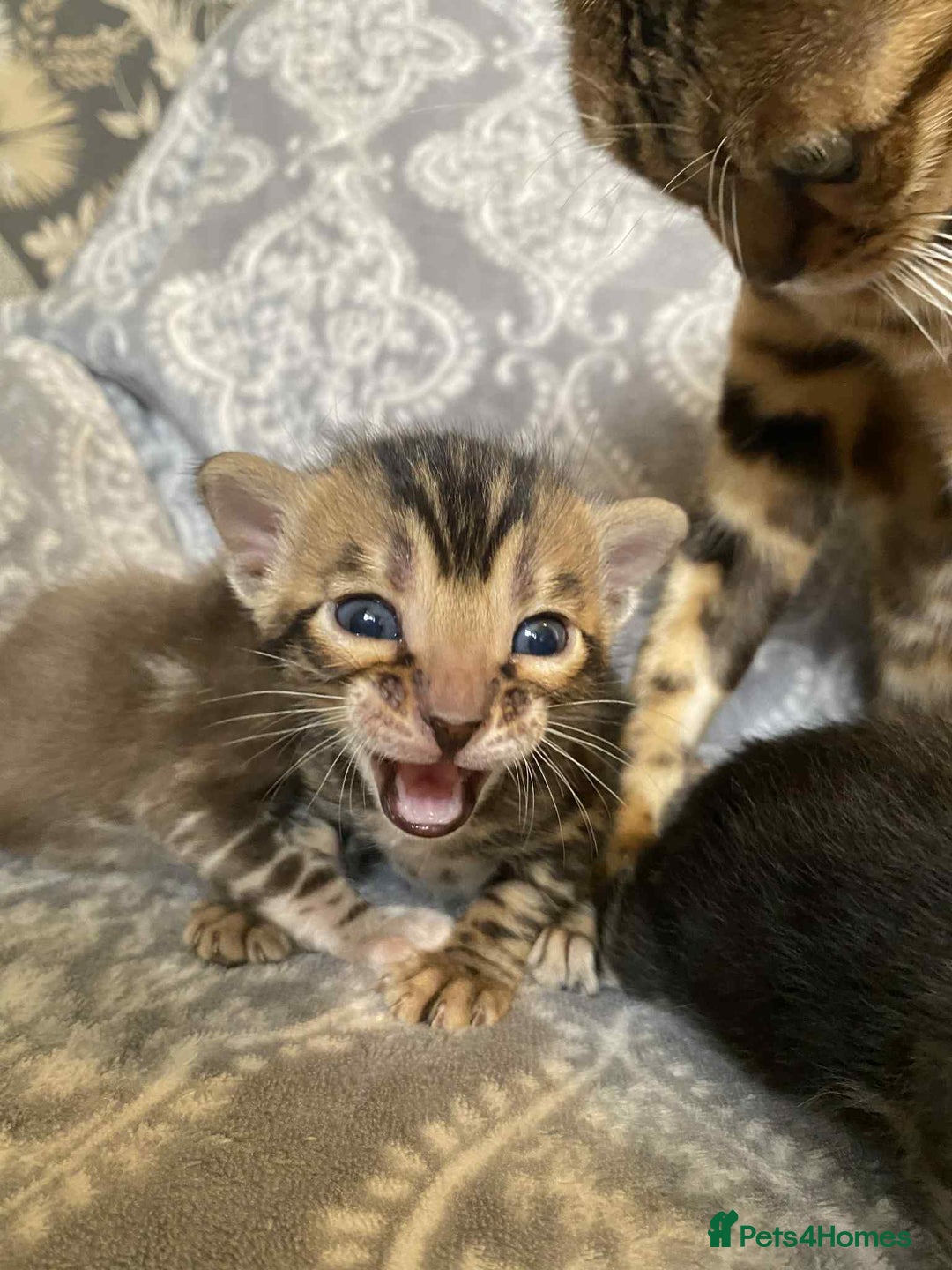 Bengal cats for sale: STUNNING TICA reg Bengal kittens ready to reserve - Image 19