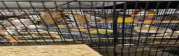 Cockatiels birds for sale: Cockatiels  - Advert 11