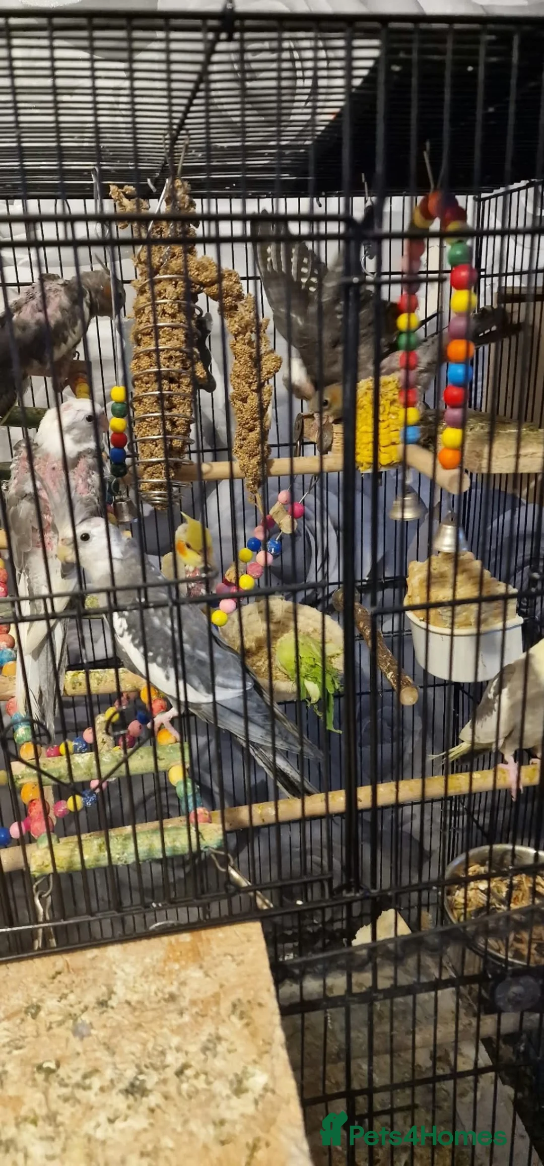 Cockatiels birds for sale: Cockatiels  - Advert 11