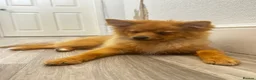 Pomeranian dogs for sale: Boy Pomeranian Puppy  - Advert 10