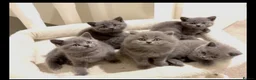 British Shorthair cats for sale: BEAUTIFUL BSH KITTENS in London - Advert 2
