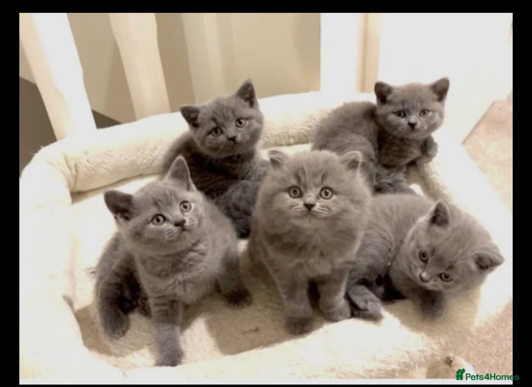 British Shorthair cats for sale: BEAUTIFUL BSH KITTENS in London - Advert 2