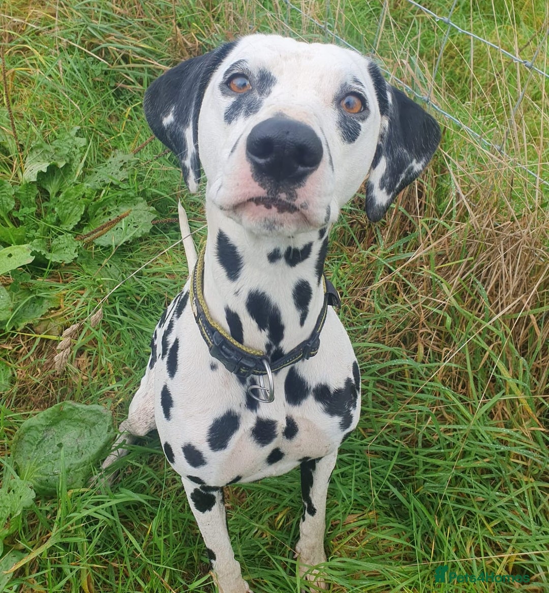 Dalmatian dogs for sale: Ready now - Champion Boys in the making!! - Advert 14