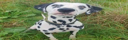 Dalmatian dogs for sale: Ready now - fully vaccinated, Champion bred - Advert 17
