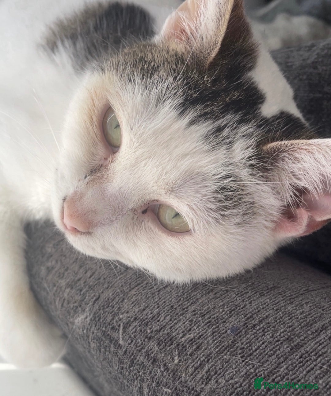 Mixed Breed cats for sale: [FREE] 4 YEAR OLD INDOOR FEMALE CAT - Image 4