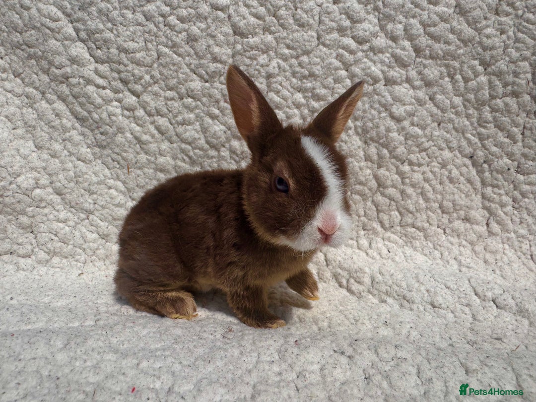 Rex rabbits for sale: stunning baby girl mini rex  - Image 6