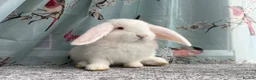 French Lop rabbits for sale: The happy hoppers French lop babies - Advert 2