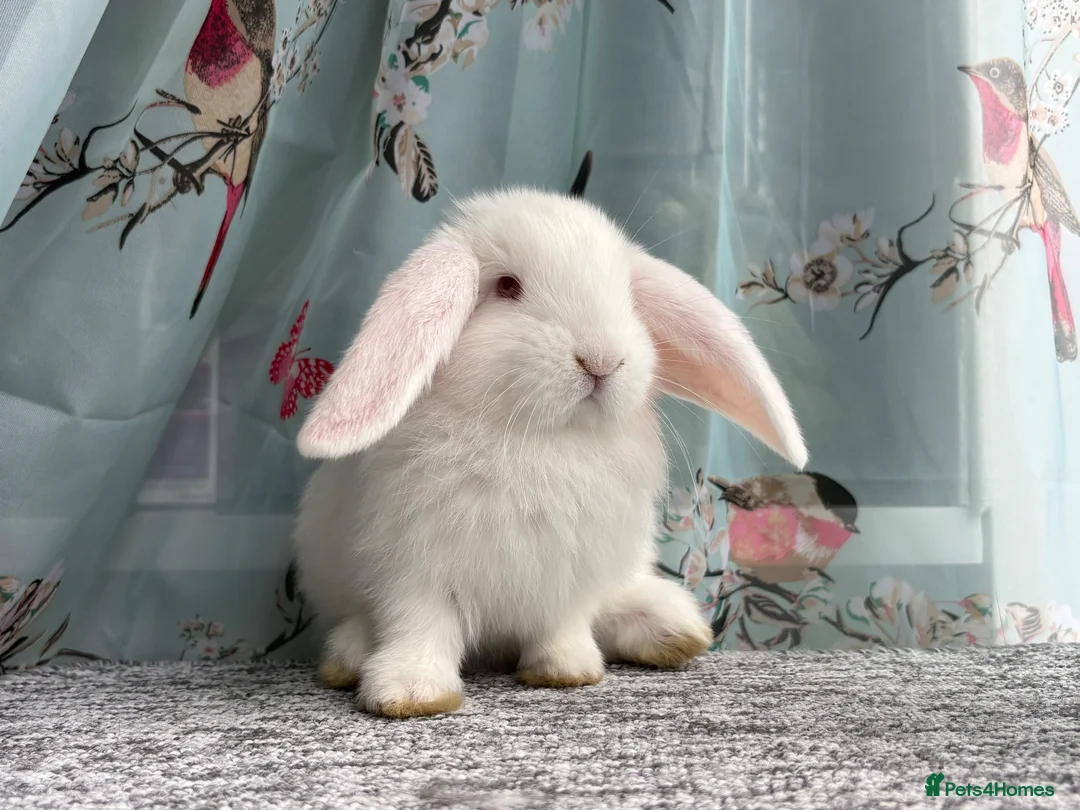 French Lop rabbits for sale: The happy hoppers French lop babies - Advert 2