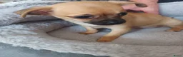 Pomchi dogs for sale: Adorable Pomchi pups in Liverpool - Advert 8