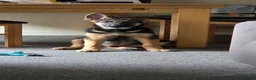 German Shepherd dogs for sale: 1 german shepherd puppy - Advert 6