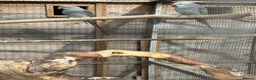 Ringnecks birds for sale: breeding pair of ringnecks - Advert 4