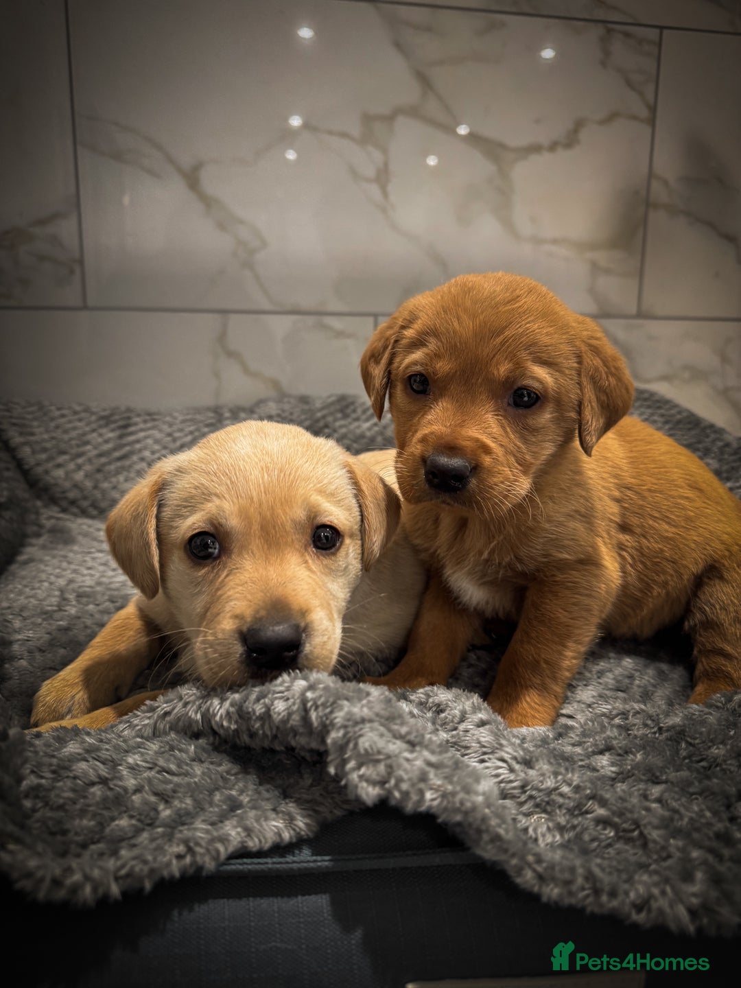 Labrador Retriever dogs for sale: Gorgeous Fox Red & Yellow Labrador Puppies - Advert 6