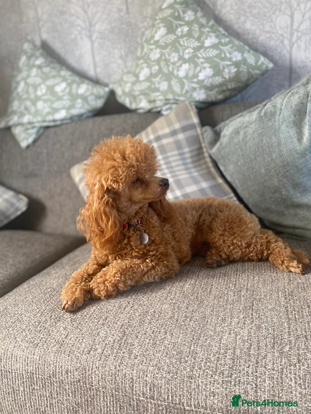Toy Poodle dogs for stud: KC DNA Health Tested Red Toy Poodle Stud - Advert 6