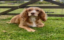 Cocker Spaniel dogs for sale: Red Cocker Spaniel Puppies Ready Now - Image 8