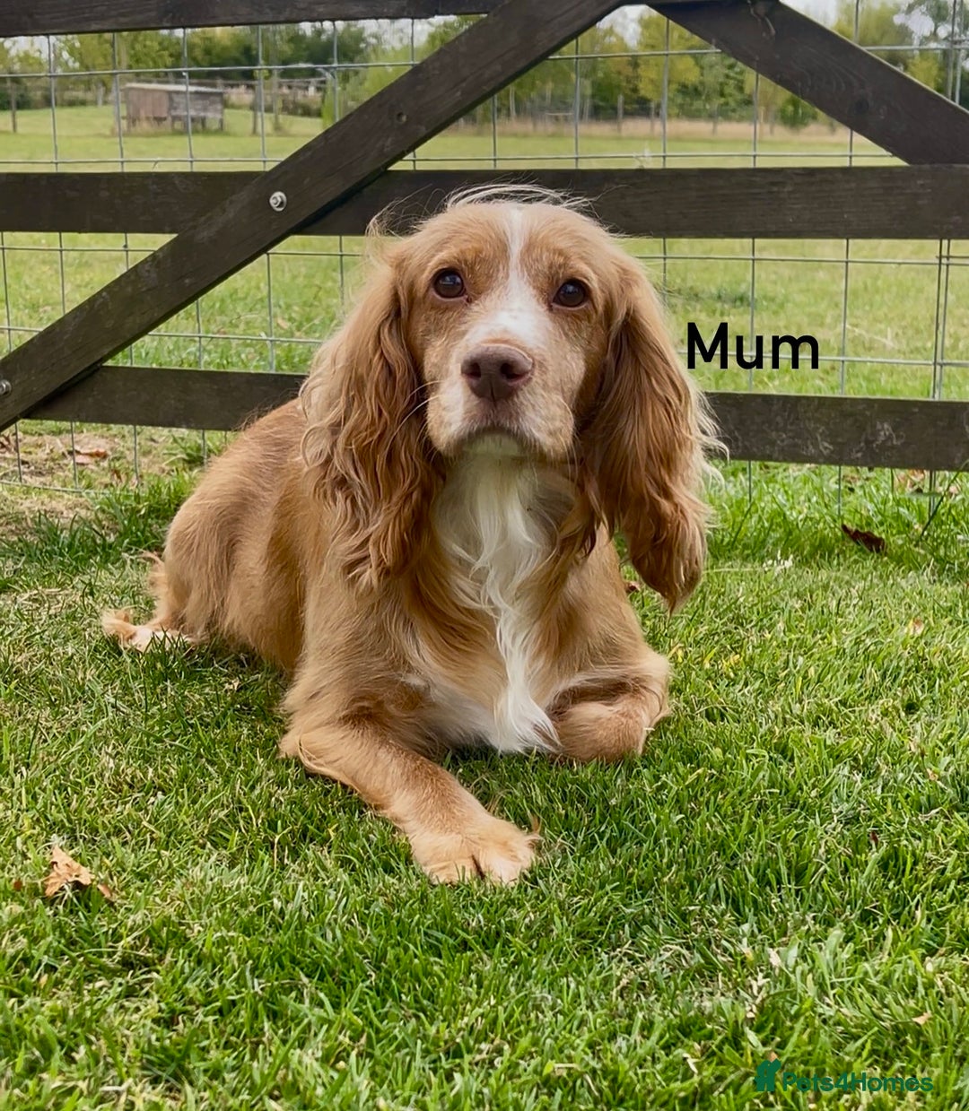 Cocker Spaniel dogs for sale: Red Cocker Spaniel Puppies Ready Now - Image 8
