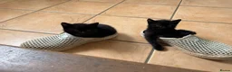 Mixed Breed cats for sale: Beautiful kittens looking for homes. - Advert 10