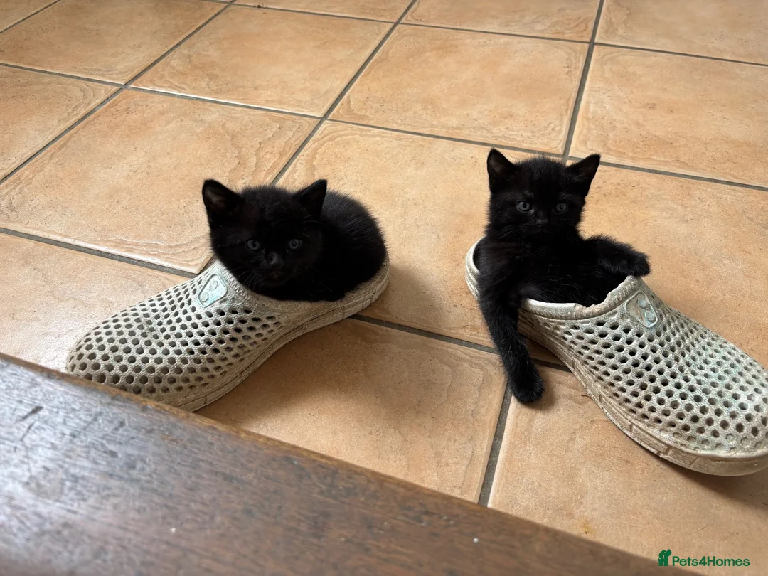 Mixed Breed cats for sale: Beautiful kittens looking for homes. - Advert 10