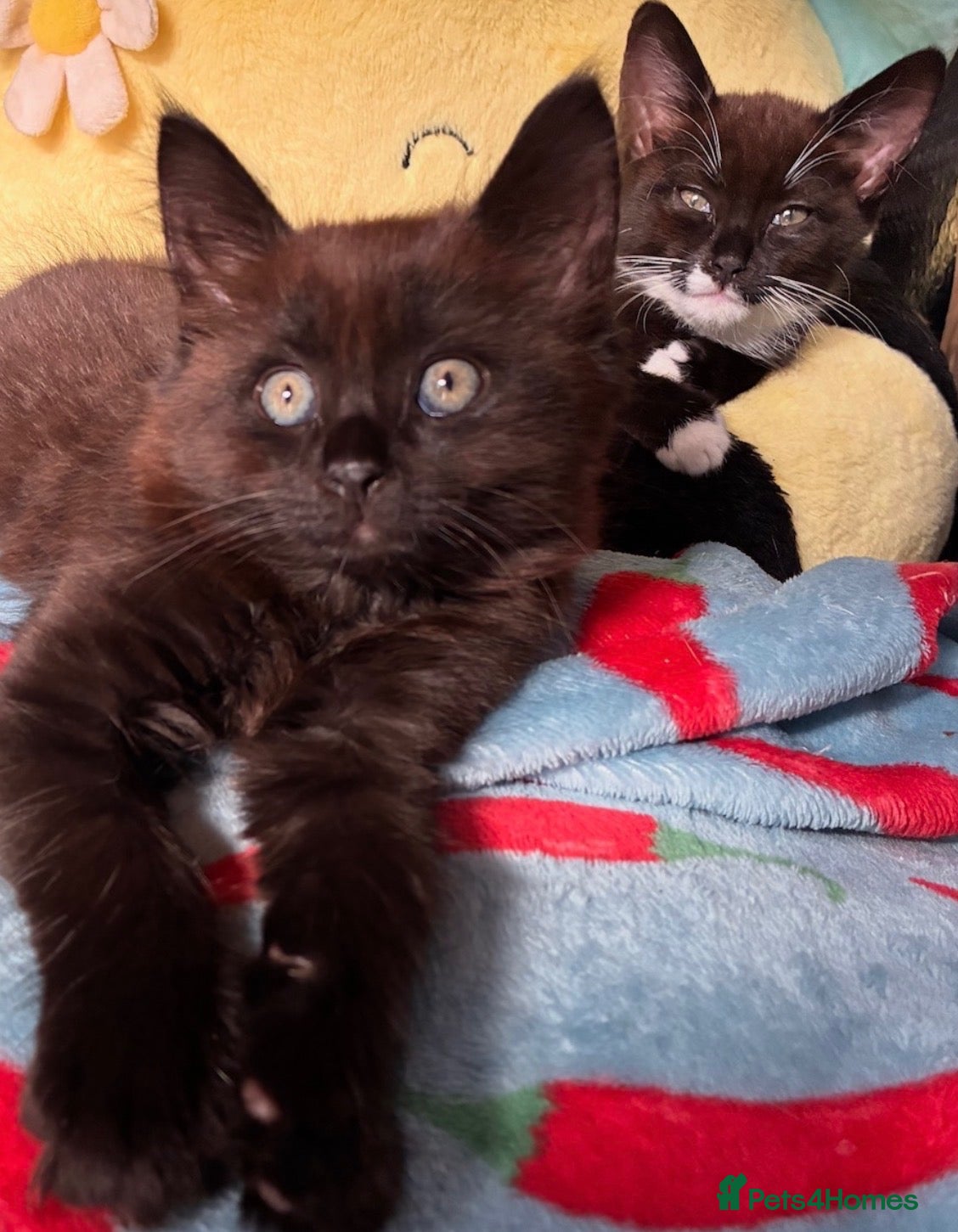 Mixed Breed cats Beautiful kittens for sale  - Advert 6