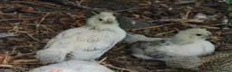 Chickens poultry for sale: Bantam cockerel and chicks looking for new homes  - Advert 8