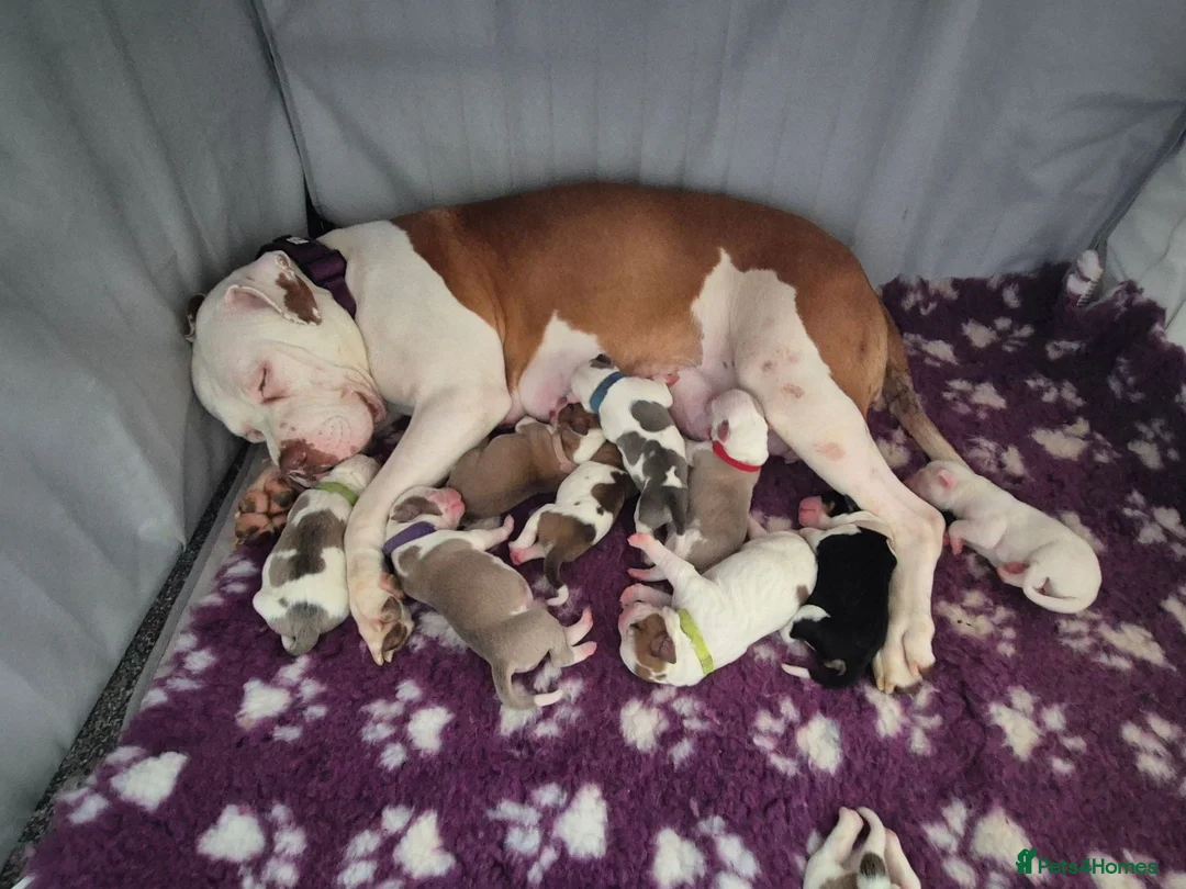 American Bulldog dogs for sale: ❤️  Ready in 2 weeks , last 3 available❤️  - Advert 26