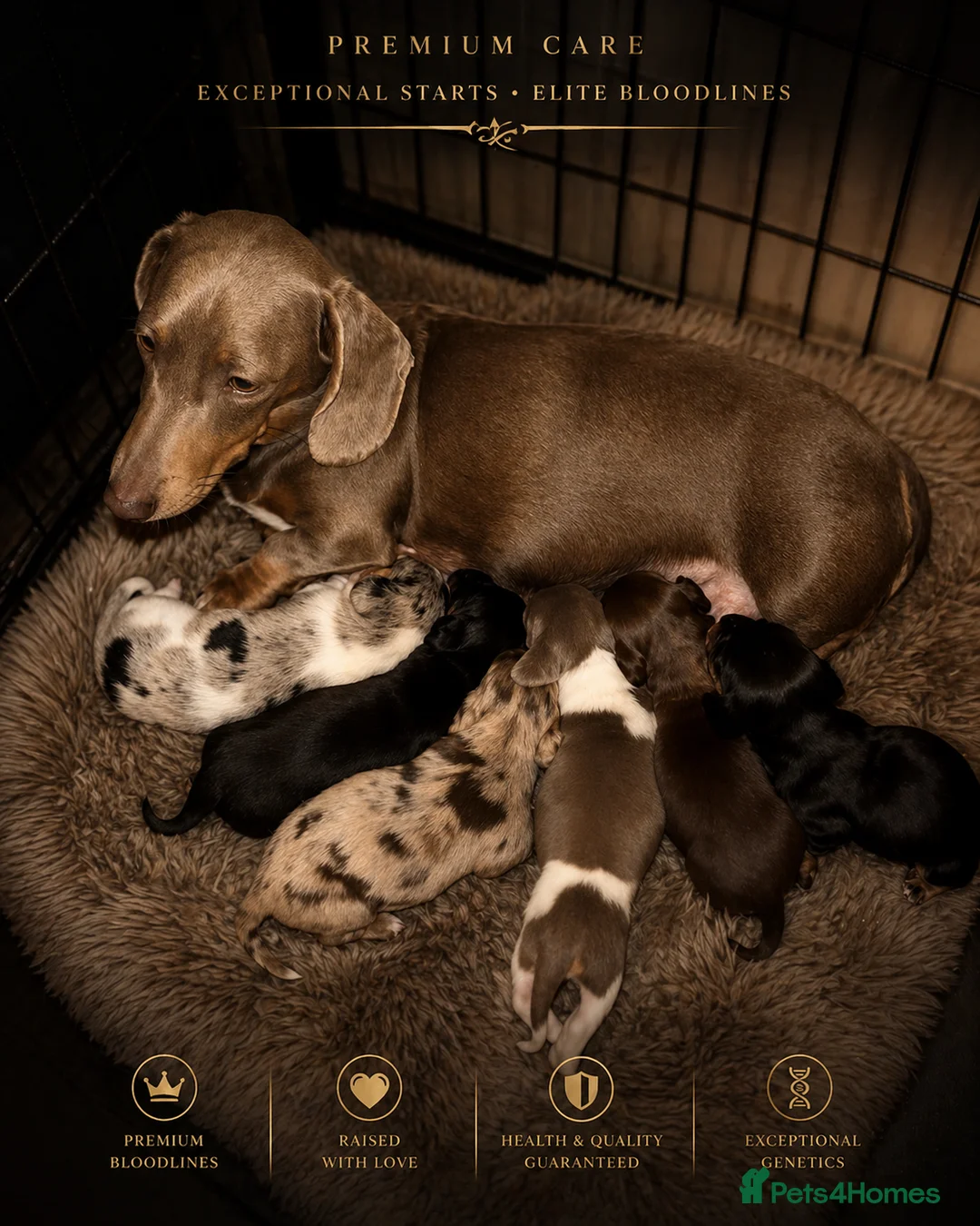 Dachshund dogs for sale: LONGHAIR DACHSHUND 🔥  - Advert 1
