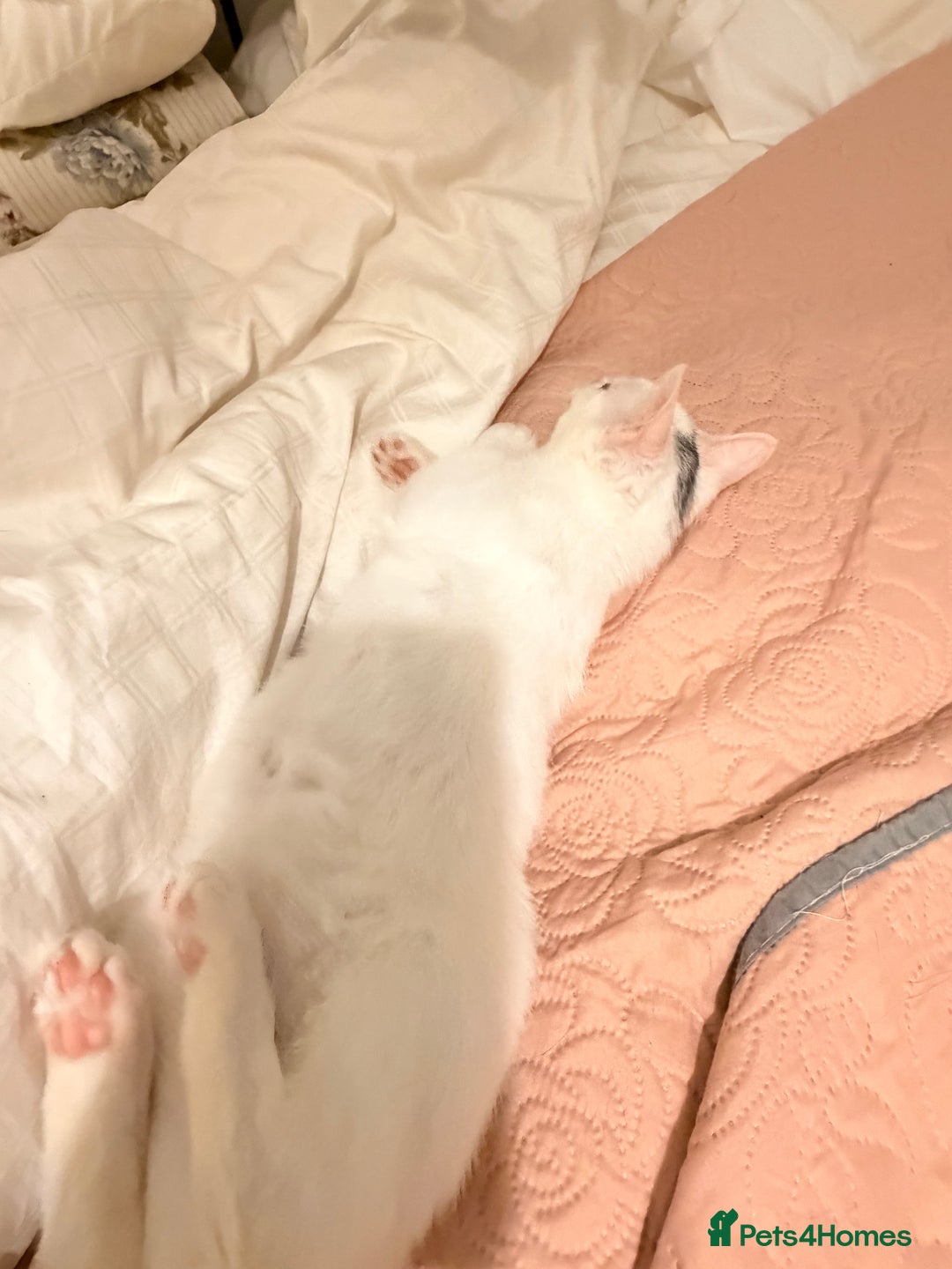 Turkish Van cats for sale: White Turkish Van Kitten: Playful, Cuddly & Ready - Advert 4