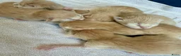 Ragcoon cats for sale: Rare Ragacoon Ragdoll x Maine Coon  - Advert 3