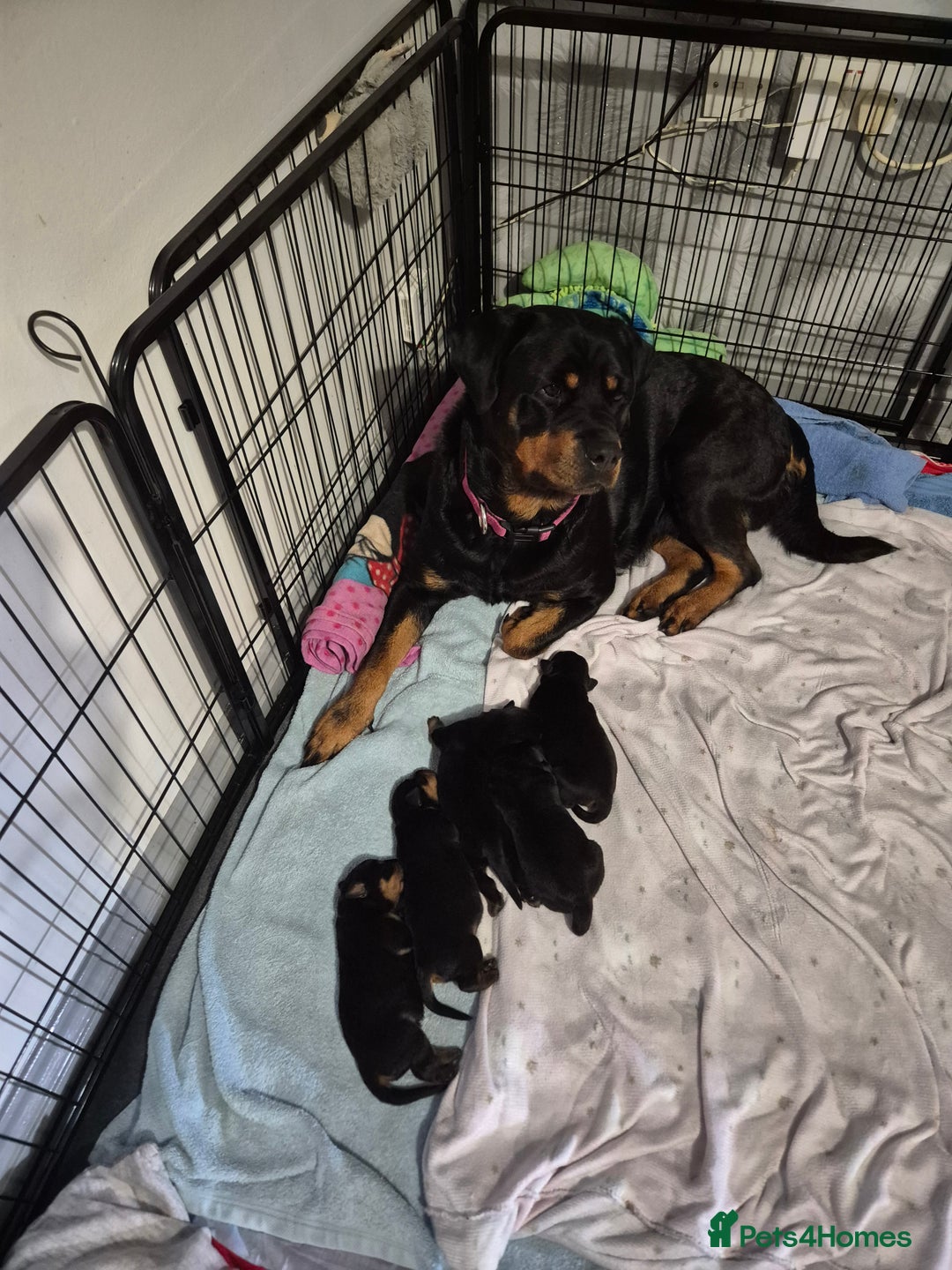 Rottweiler dogs for sale: 4 beautiful rottweiler puppies - Advert 5
