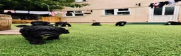 Sproodle dogs for sale: Stunning F1 Sproodles  - Advert 12