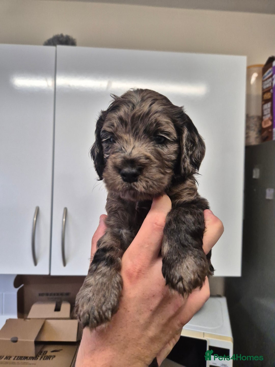 Cockapoo dogs for sale: Cockapoo pups - Image 1