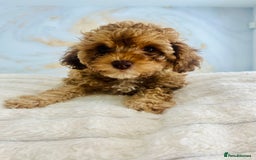 Cavapoochon dogs for sale: 2 Cavapoochons girls for sale. Wilmslow. Cheshire. - Image 20