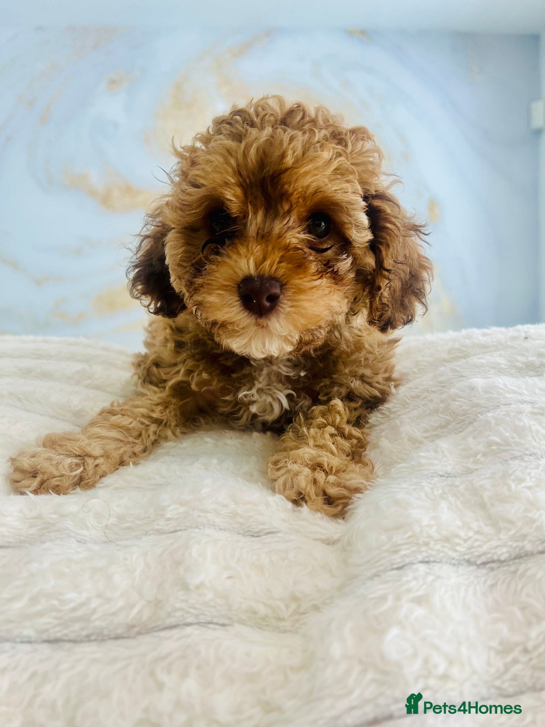 Cavapoochon dogs for sale: 2 Cavapoochons girls for sale. Wilmslow. Cheshire. - Image 20