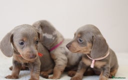Miniature Dachshund dogs for sale: 🌟5StarsLicense+Holistic+KC+VetCheck+PRAClear - Image 20