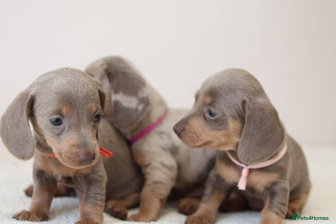 Miniature Dachshund dogs for sale: 🌟5StarsLicense+Holistic+KC+VetCheck+PRAClear - Image 20