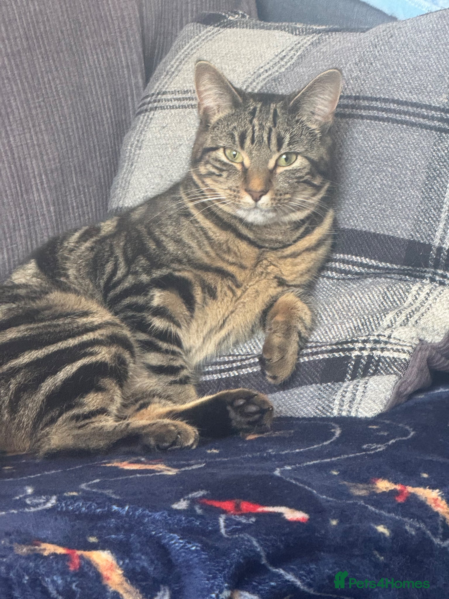 Mixed Breed cats Bengal x Maine coon  - Advert 2