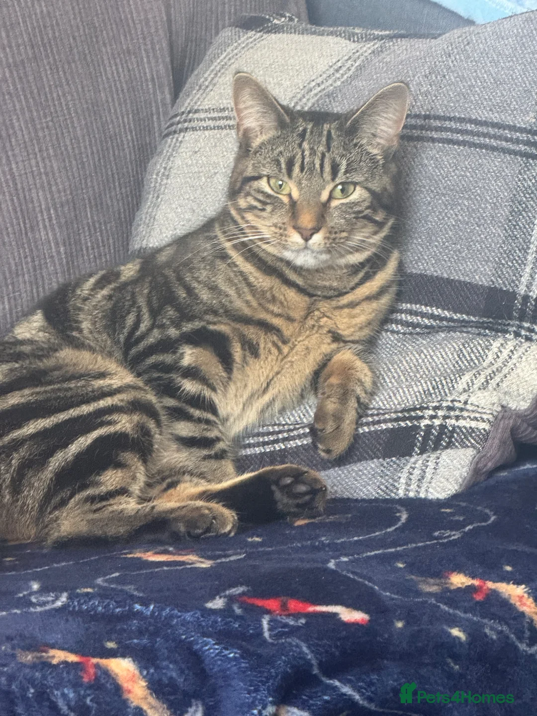 Mixed Breed cats for sale: Bengal x Maine coon  - Advert 1